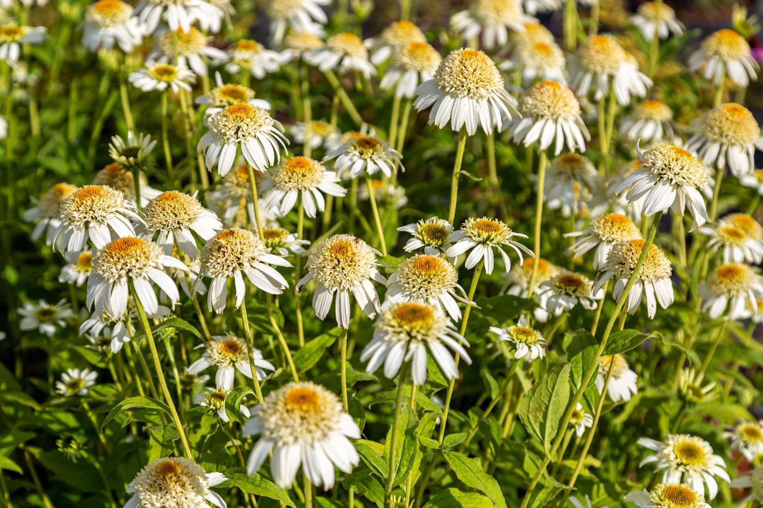 Punahattu Echinacea 'Milkshake'